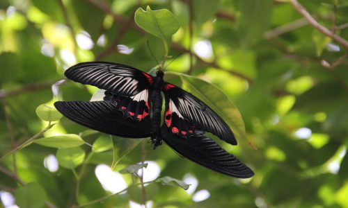 Butterfly Farm