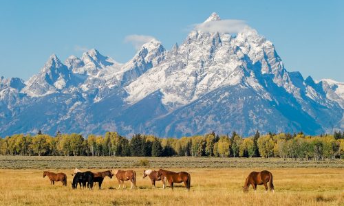 Grand Teton National Park wildlife