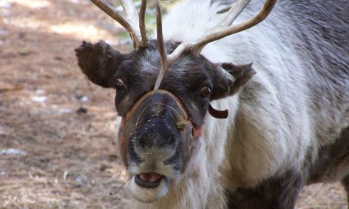 Leavenworth Reindeer Farm