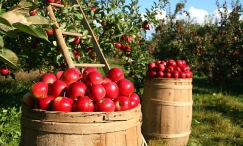 Mercier Orchards apple