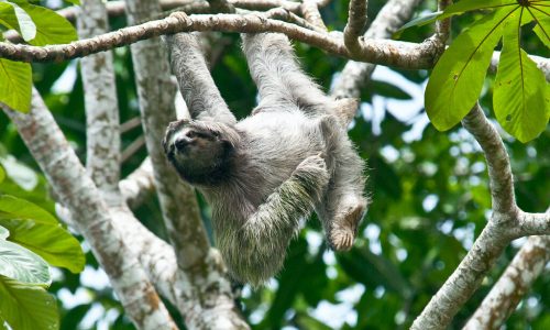 Sloth Sanctuary of Costa Rica