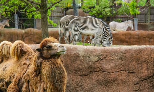 . St. Louis Zoo (St. Louis, Missouri)