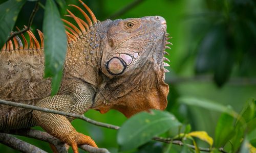 Wildlife at Tortuguero National Park