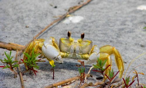 ghost-crab