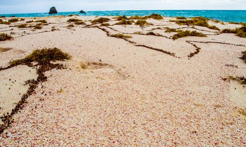 pink sand horseshoe Bermuda