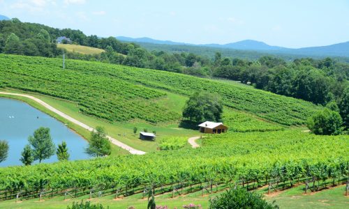 vineyards